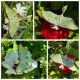 Stickdatei "FSL & ITH - Schmetterling Mondmotte (Actias luna)" --- Design Pack