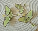 Stickdatei "FSL & ITH - Schmetterling Mondmotte (Actias luna)" --- Design Pack
