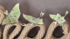 Stickdatei "FSL & ITH - Schmetterling Mondmotte (Actias luna)" --- Design Pack
