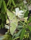 Stickdatei "FSL & ITH - Schmetterling Mondmotte (Actias luna)" --- Design Pack