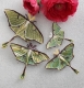 Stickdatei "FSL & ITH - Schmetterling Mondmotte (Actias luna)" --- Design Pack