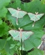 Stickdatei "FSL & ITH - Schmetterling Mondmotte (Actias luna)" --- Design Pack