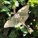 Stickdatei "FSL - Schmetterling Mondmotte (Actias luna)" --- Design Pack
