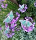 Stickdatei "FSL - Schmetterling Mondmotte (Actias luna)" --- Design Pack