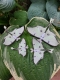 Stickdatei "FSL - Schmetterling Mondmotte (Actias luna)" --- Design Pack