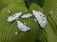 Stickdatei "FSL - Schmetterling Mondmotte (Actias luna)" --- Design Pack