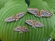 Stickdatei "FSL & ITH - Schmetterling Kleines Nachtpfauenauge (Saturnia pavonia)" --- Design Pack