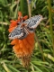 Stickdatei "FSL & ITH - Schmetterling Kleines Nachtpfauenauge (Saturnia pavonia)" --- Design Pack