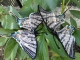 Stickdatei "FSL & ITH - Schmetterling Segelfalter (Iphiclides podalirius)" --- Design Pack