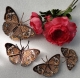Stickdatei "FSL & ITH - Schmetterling Nordamerikanisches Pfauenauge (Junonia coenia)" --- Design Pack