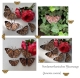 Stickdatei "FSL & ITH - Schmetterling Nordamerikanisches Pfauenauge (Junonia coenia)" --- Design Pack