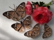 Stickdatei "FSL & ITH - Schmetterling Nordamerikanisches Pfauenauge (Junonia coenia)" --- Design Pack