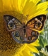 Stickdatei "FSL & ITH - Schmetterling Nordamerikanisches Pfauenauge (Junonia coenia)" --- Design Pack