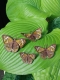 Stickdatei "FSL & ITH - Schmetterling Nordamerikanisches Pfauenauge (Junonia coenia)" --- Design Pack