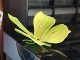 Stickdatei "FSL & ITH - Schmetterling Zitronenfalter (Gonepteryx rhamni)" --- Design Pack
