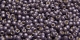 10 g TOHO Seed Beads 11/0 TR-11-PF568 F - Permanent Finish - Galvanized Matte Lt Amethyst (A,C,D)