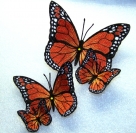 Stickdatei FSL - Schmetterling-Monarch  --- Design Pack