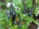 Stickdatei FSL - Schmetterling-Kaiser von Indien - Teinopalpus imperialis  --- Design Pack