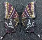 Stickdatei FSL - Schmetterling-Kaiser von Indien - Teinopalpus imperialis  --- ca. 130 mm