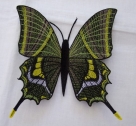 Stickdatei FSL - Schmetterling-Kaiser von Indien - Teinopalpus imperialis  --- ca. 150 mm