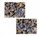 Stickdatei FSL Cethosia Hypsea & Biblis --- SUPER-Design Pack
