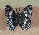Stickdatei FSL - Schmetterling Limenitis Arthemis White Admiral --- ca. 60mm