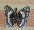 Stickdatei FSL - Schmetterling Limenitis Arthemis White Admiral --- ca. 100 mm