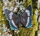 Stickdatei FSL - Schmetterling Limenitis Arthemis White Admiral --- ca. 120 mm