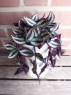 Embroidery file “FSL - 3D green plant TTradescantia_Purpusii” --- Design Pack