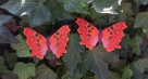 Embroidery file “FSL Butterfly C-Falter - Polygonia c-album” --- ca. 80mm