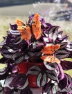 Embroidery file “FSL Butterfly C-Falter - Polygonia c-album” --- ca. 80mm