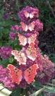 Embroidery file “FSL Butterfly C-Falter - Polygonia c-album” --- ca. 80mm