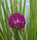 Stickdatei FSL - 3D-Allium --- Design Pack