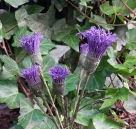 Stickdatei FSL - 3D-japanische Zierdiestel --- Design Pack