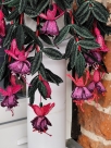 Embroidery file FSL - 3D Fuchsia --- Design Pack