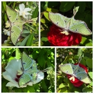 embroidery file "FSL & ITH - butterfly -Mondmotte (Actias luna)" --- Design Pack