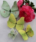 Stickdatei "FSL & ITH - Schmetterling Zitronenfalter (Gonepteryx rhamni)" --- Design Pack