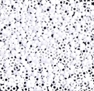 10 Gramm Miyuki Seed Beads 11-0402 F