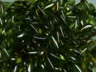 #17 - 50 Stück Dagger 8x3 mm - Crystal Green Lazura