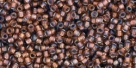 5g TOHO SeedBeads 15/0 TR-15-0278