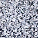 5 Gramm Miyuki Seed Beads 15-0250